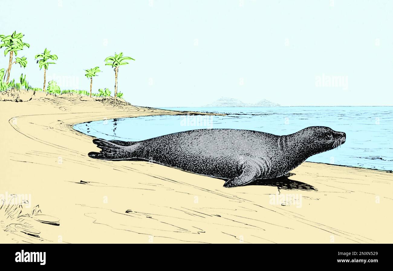 Extinct Caribbean Monk Seal, Monachus tropicalis. Illustration from The Fisheries and Fisheries Industries of the United States, by George Brown Goode, 1887. Colorized. Stock Photo