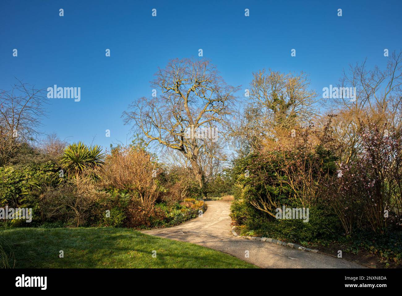 Path and plants against clear blue sky in Regent's Park Inner Circle on a sunny February day in London, England Stock Photo