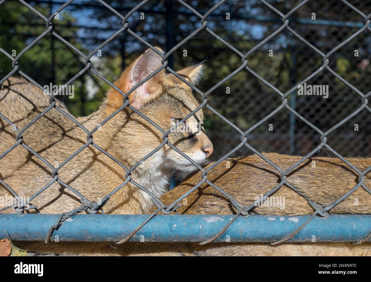 A Wild Cat In A Zoo Photographed Over A Wire Stock Photo Alamy a-wild-cat-in-a-zoo-photographed-over-a-wire-stock-photo-alamy