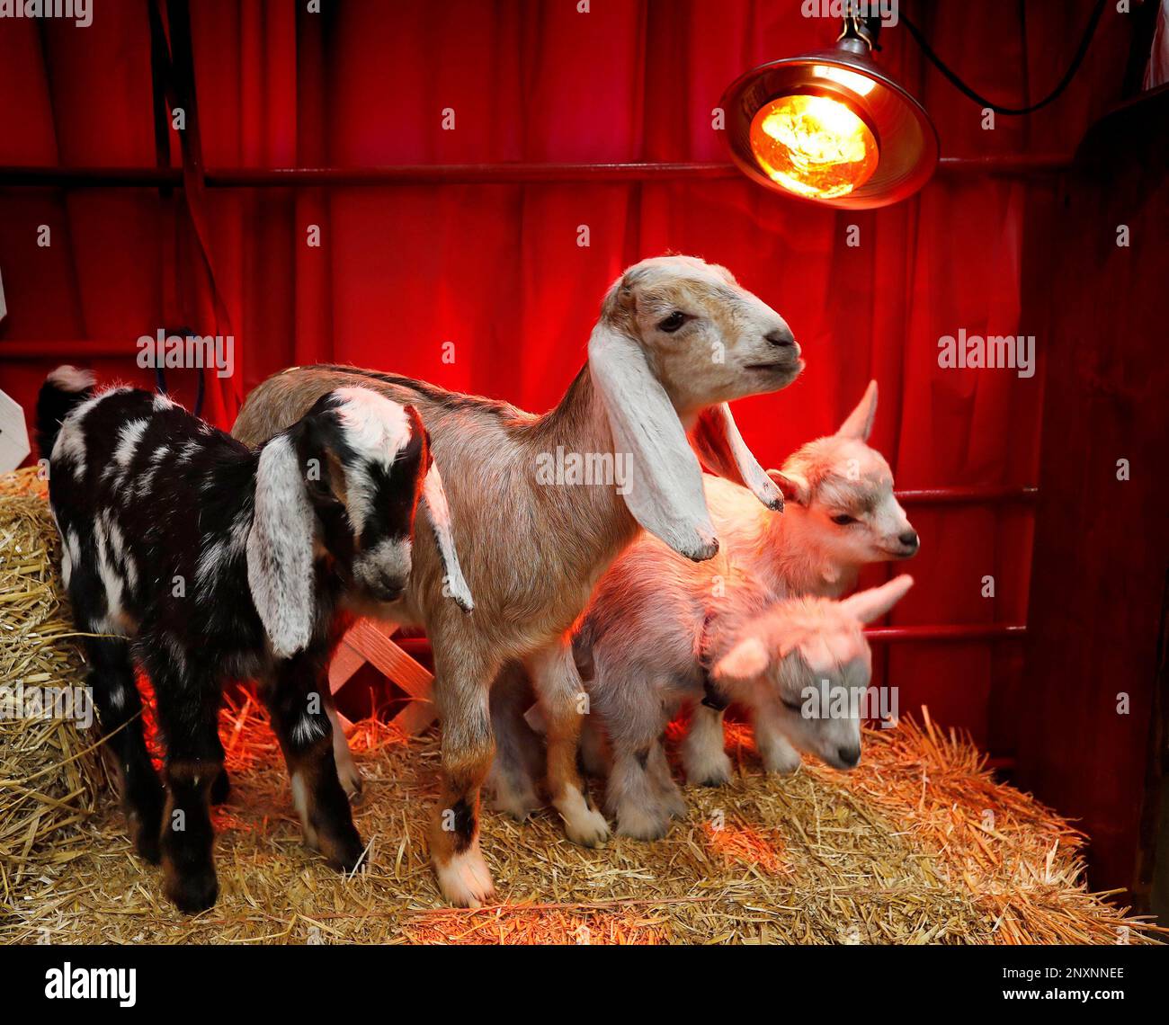 In this Wednesday, Jan. 17, 2018 photo, Baby Nigerian Pygmy and Nubian goats stay warm under a
