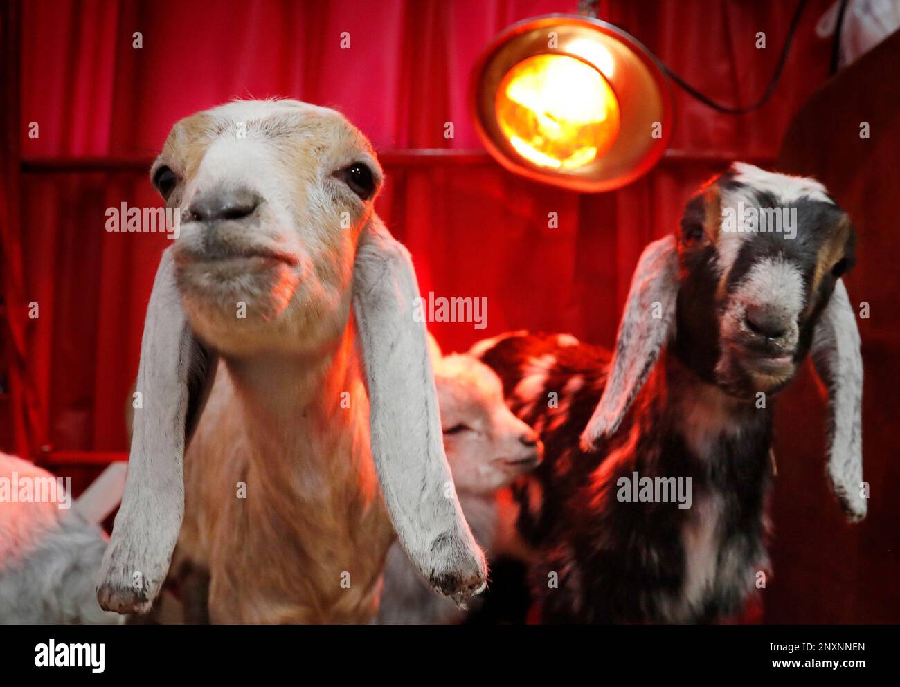 In this Wednesday, Jan. 17, 2018 photo, Baby Nigerian Pygmy and Nubian goats stay warm under a