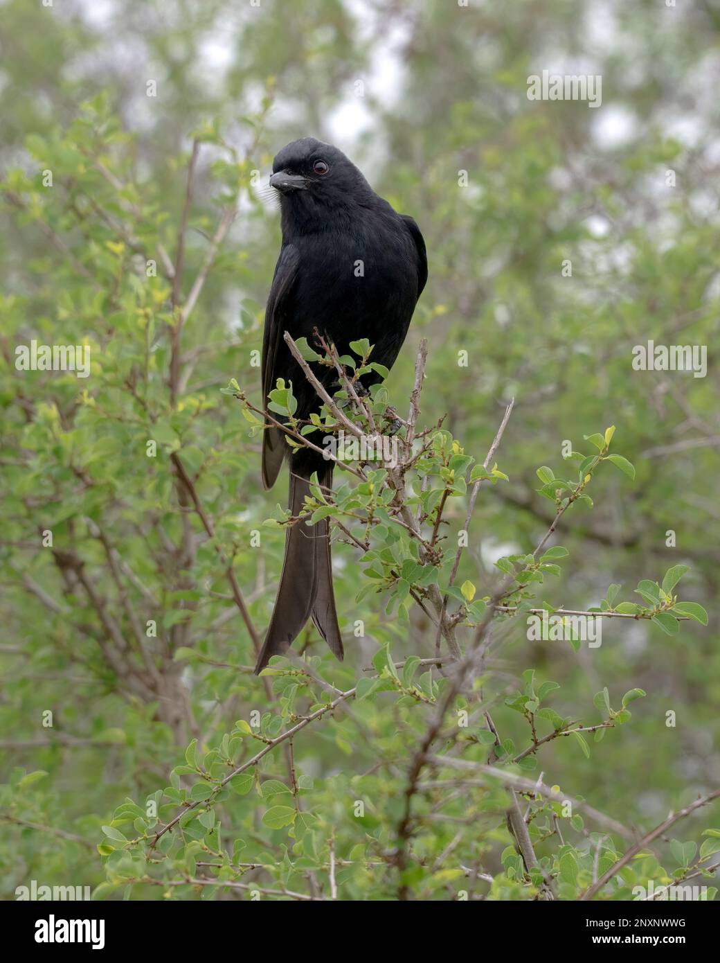 A Fork-tailed Drongo perched in a Bush in South Africa Stock Photo