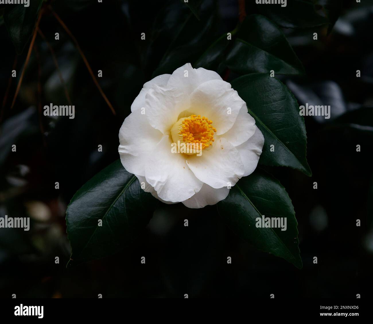 Close up of the white winter flower of the evergreen garden shrub camellia x williamsii Sea Foam. Stock Photo
