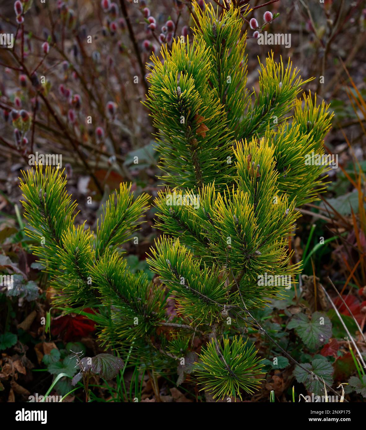 Closeup of the low growing and slow growing conifer yellow pine Pinus mugo Golden Glow in the garden border. Stock Photo