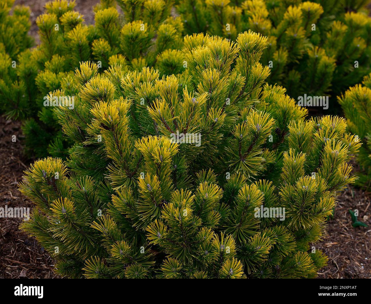 Closeup of the yellow evergreen conifer pine Pinus mugo Winter Gold. Stock Photo