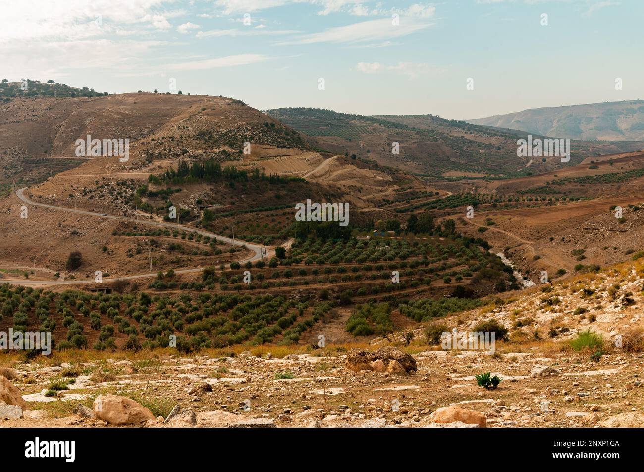 Landscape Close to Amman Jordan Featuring Olive Trees Rolling Hills