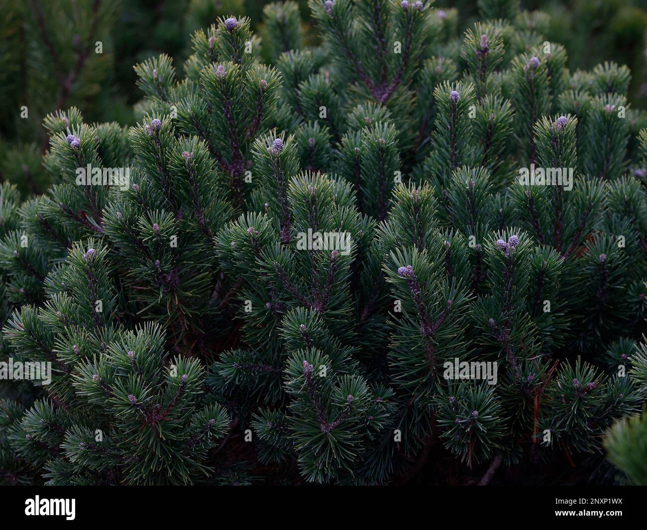 Closeup of the evergreen ow and slow growing conifer Pinus mugo subsp mugo or dwarf mountain pine. Stock Photo
