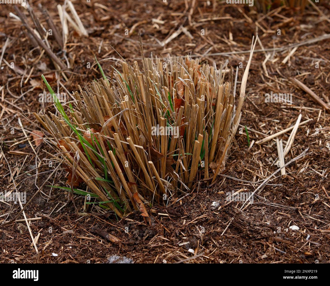Closeup of the garden ornamental grass Calamagrostis brachytricha or