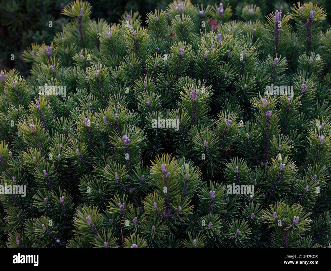 Closeup of the evergreen low and slow growing conifer Pinus mugo Mops or Dwarf Mountain Pine. Stock Photo