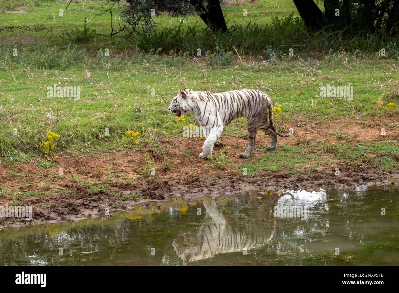 Rare Wild White Tiger walking along a Pond casting a Reflection Stock Photo