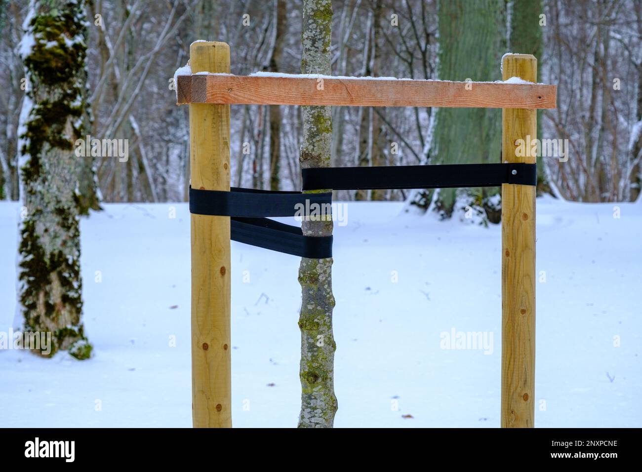 A young tree is strengthened against the winds. Safety for a newly planted deciduous tree Stock
