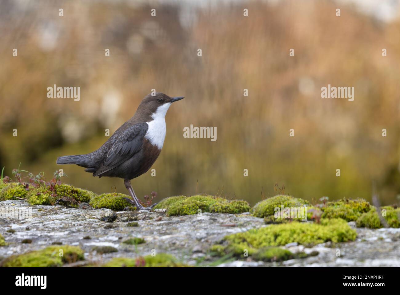 The white-throated dipper or Eurasian dipper (Cinclus cinclus). Stock Photo
