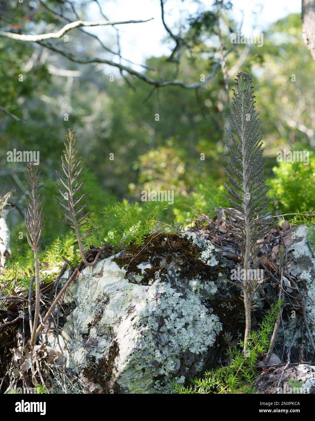 Mother of millions and asparagus weed growing in native bushland on Coochiemudlo Island, Queensland, Australia Stock Photo