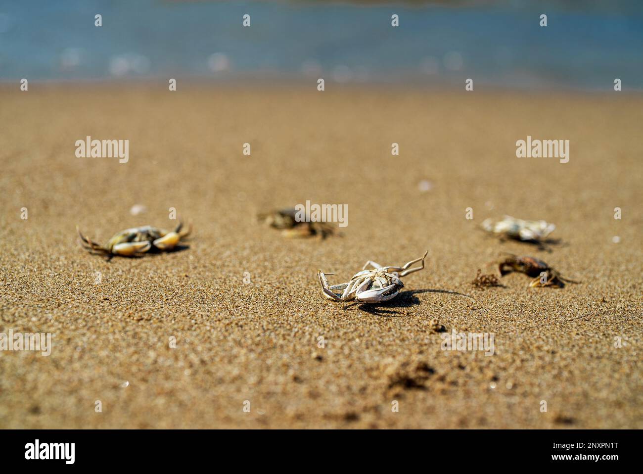 Dead crabs near the sea. Ecological catastrophy. Stock Photo