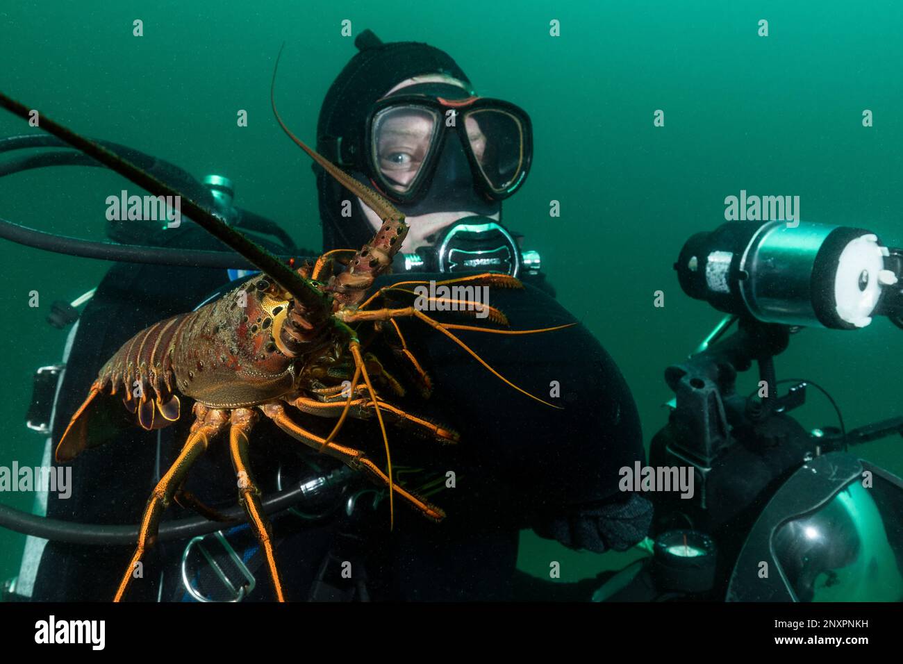 A scuba diver poses for a portrait with a California spiny lobster (Panulirus interruptus) crawling on his shoulder during a dive in Malibu, Californi Stock Photo