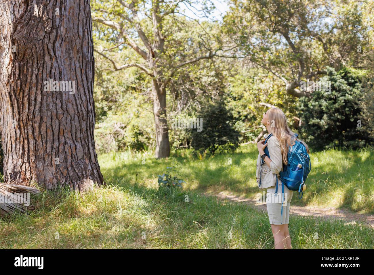 Caucasian woman with backpack looking up at enormous tree in sunny forest, copy space Stock Photo