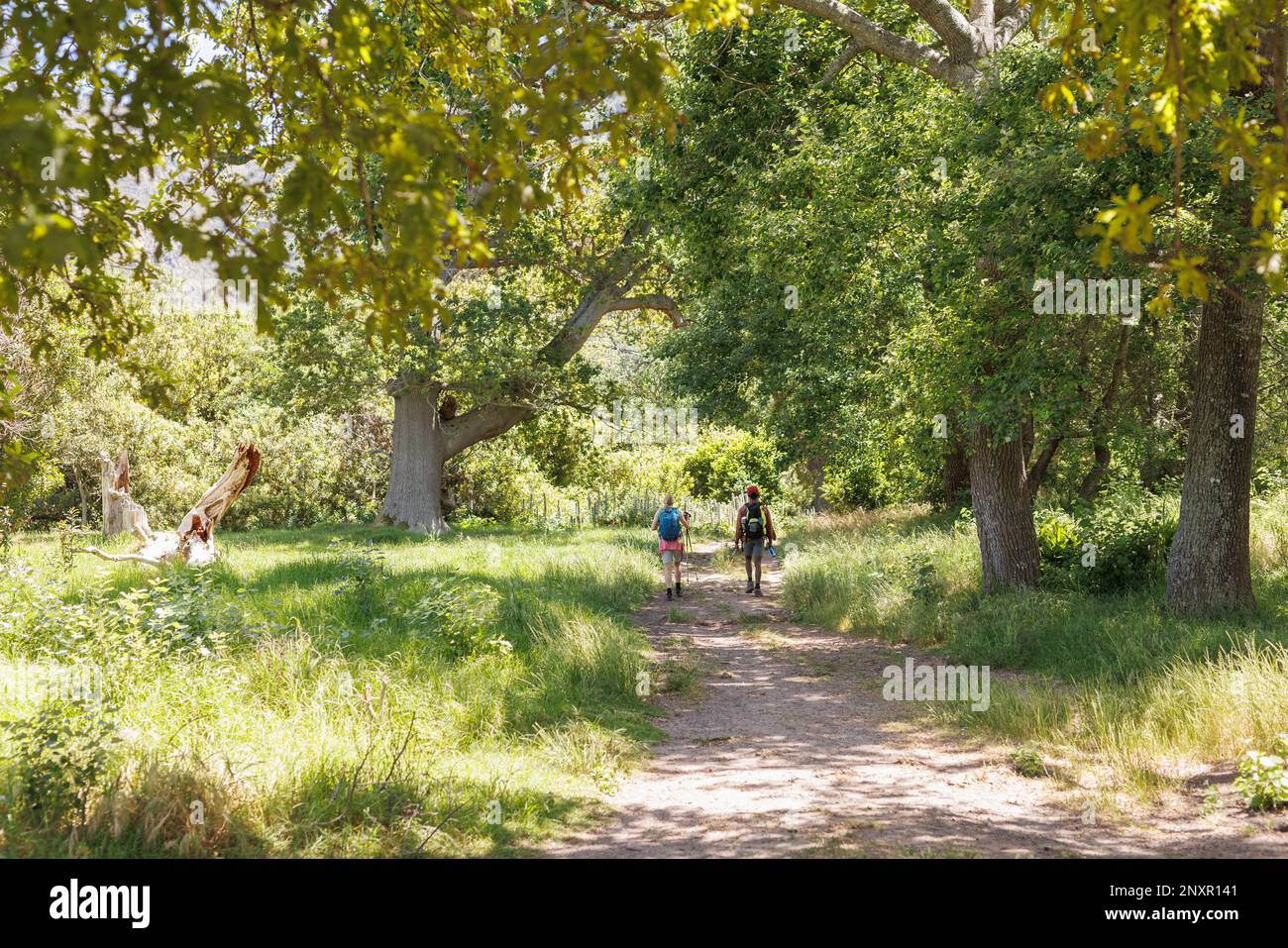 Rear view of diverse couple with backpacks trekking on path in sunny forest, copy space Stock Photo