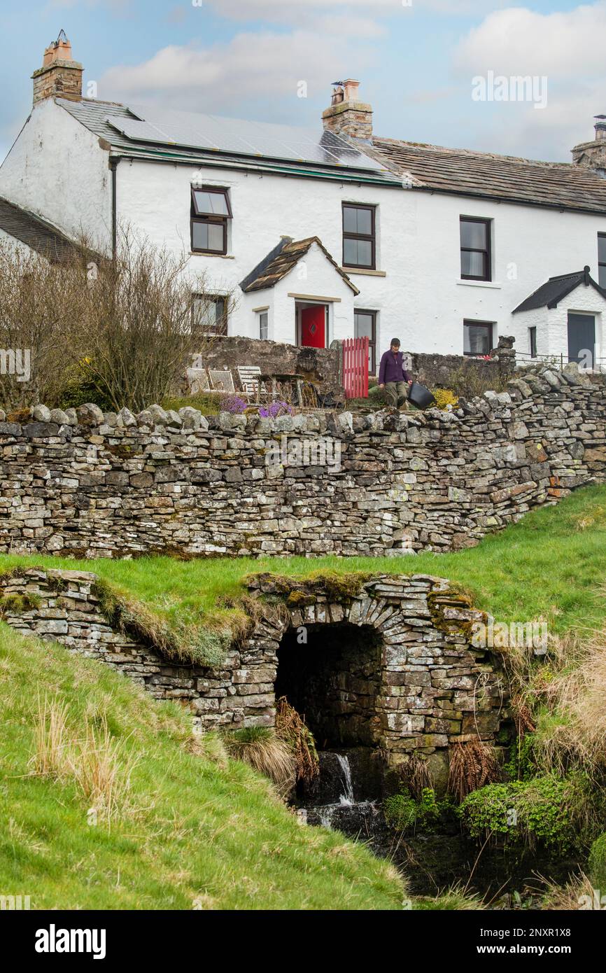 Lady with garden trug outside old white cottage with solar panels with stream emerging from stone tunnel and dry stone wall above, Garrigill, Cumbria Stock Photo