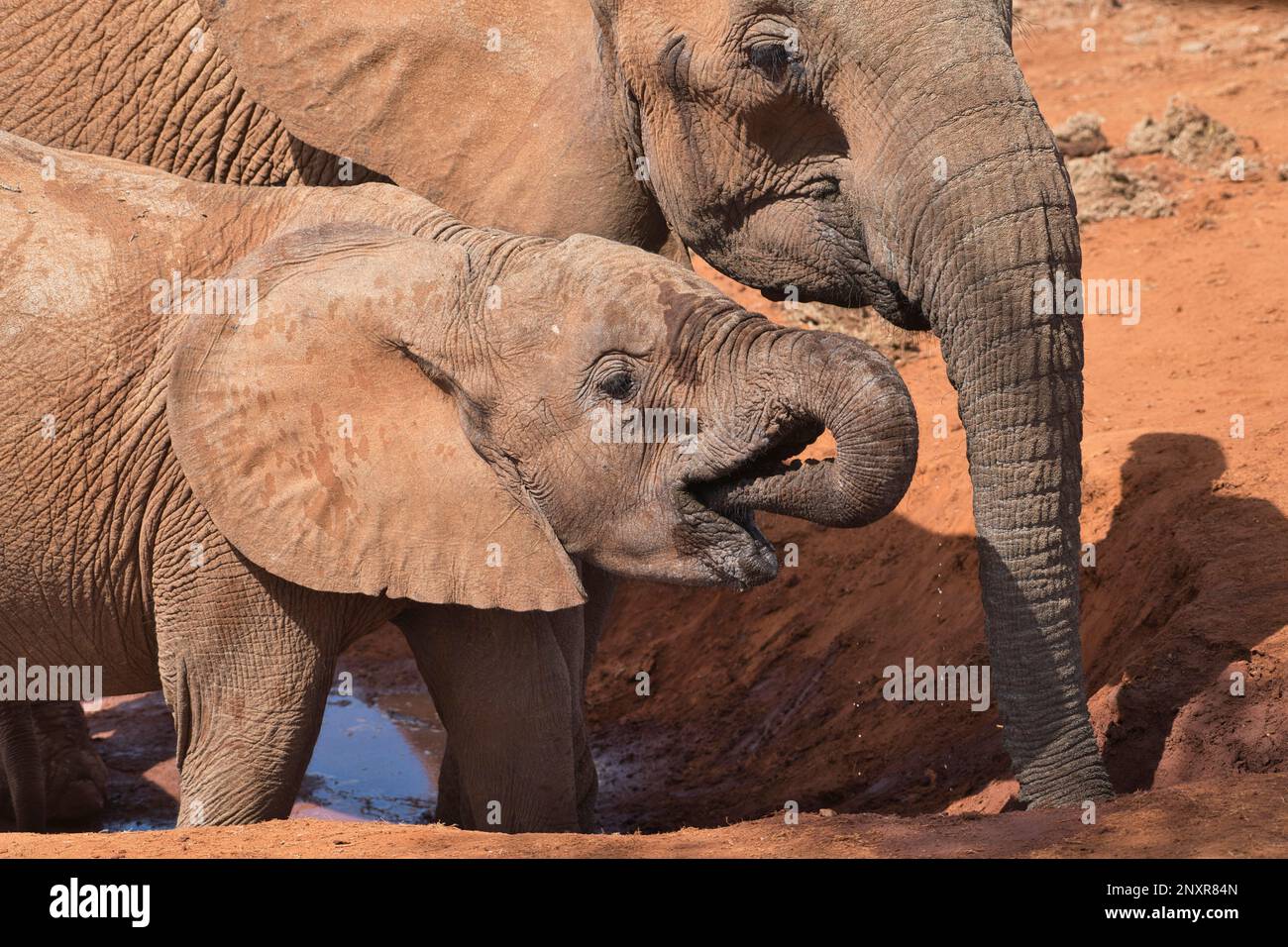 African elephant (Loxodonta africana). Two members of a family group drinking where a spring enters a waterhole, and the water is freshest Stock Photo