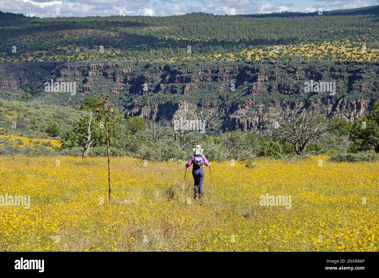 back view of woman with hat and trekking poles hiking through yellow flowers above Oak Creek Canyon in Arizona Stock Photo
