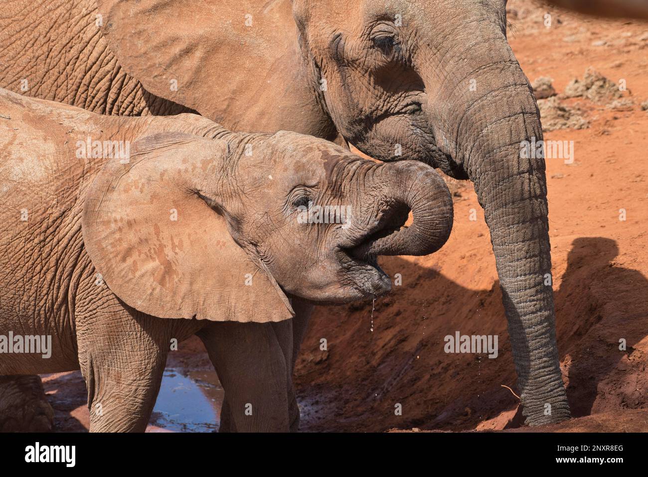 African elephant (Loxodonta africana). Two members of a family group drinking where a spring enters a waterhole, and the water is freshest Stock Photo