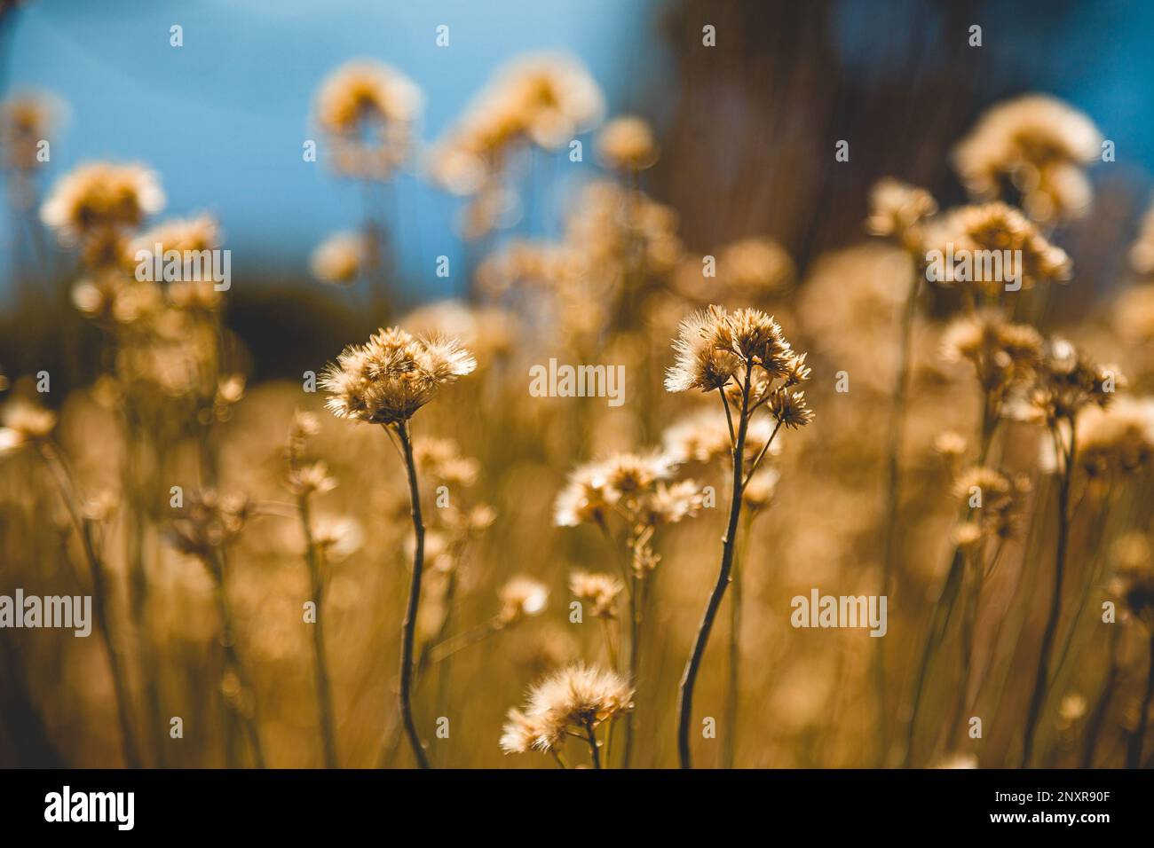 Closeup of Dead Cotton Seed Bush Along a Hiking Trail in Summer Stock Photo