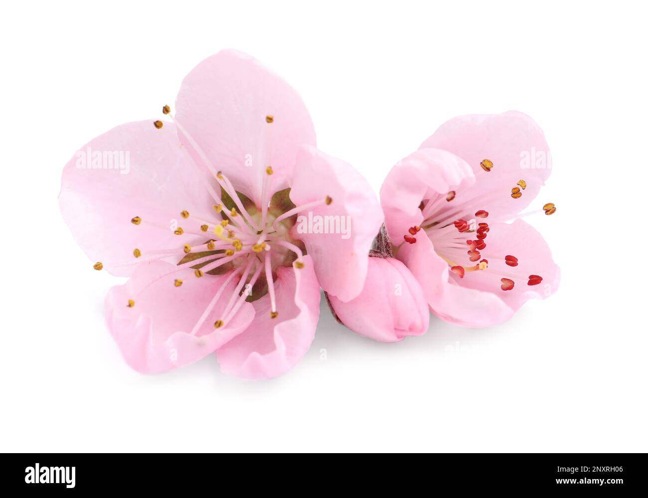 Beautiful sakura tree flowers on white background Stock Photo