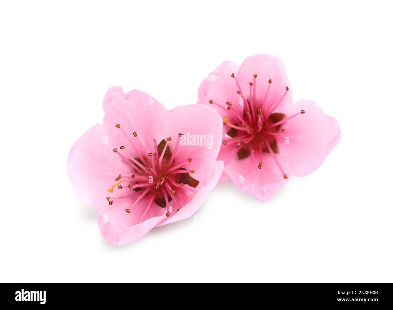 Beautiful sakura tree flowers on white background Stock Photo
