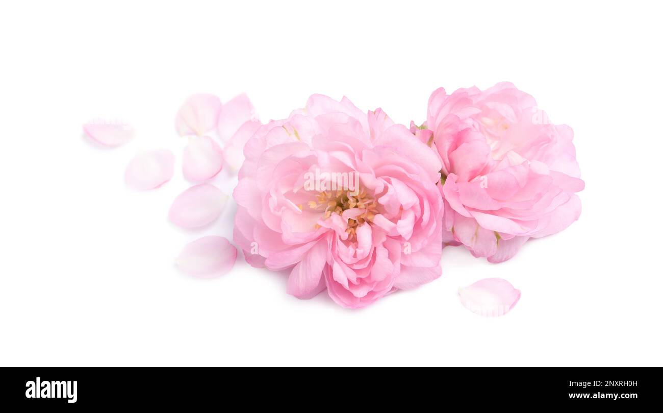 Beautiful sakura tree flowers and petals on white background Stock Photo