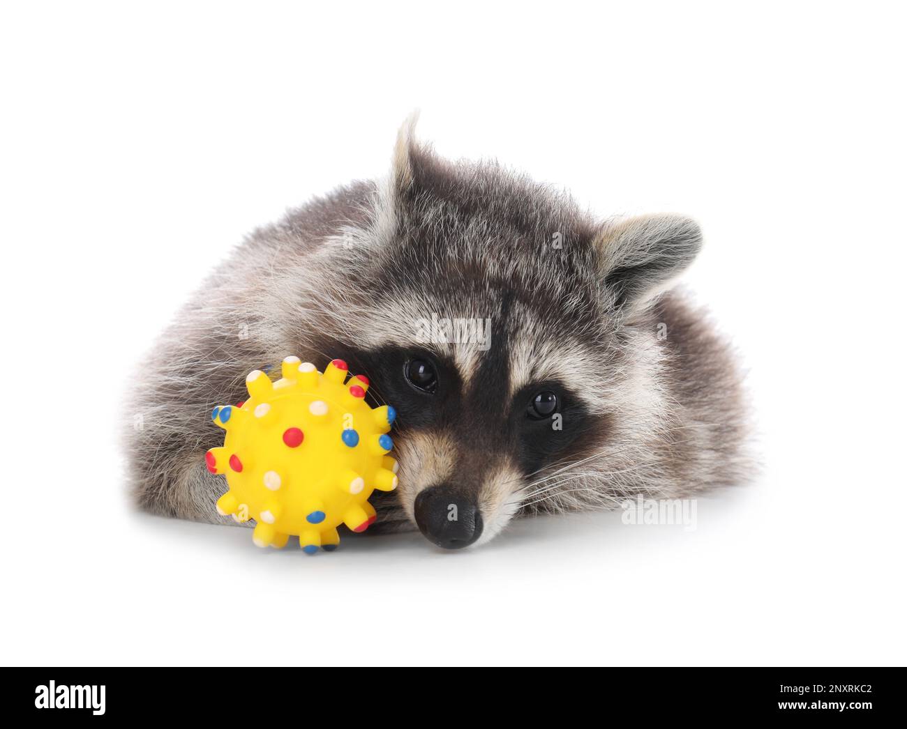 Common raccoon with toy isolated on white Stock Photo
