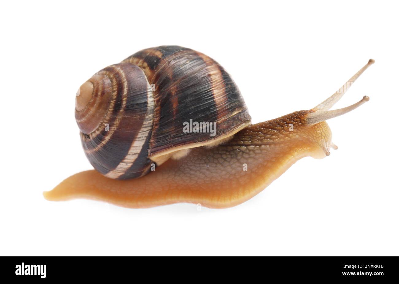 Common garden snail crawling on white background Stock Photo - Alamy