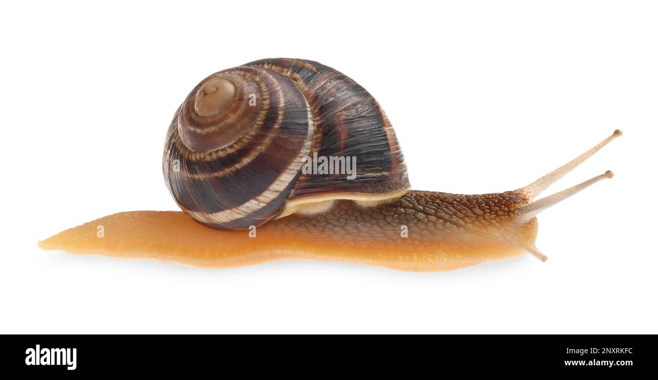Common garden snail crawling on white background Stock Photo - Alamy
