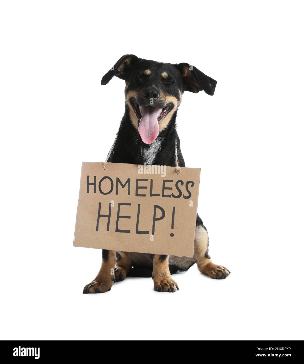 Cute dog with sign Homeless Help! on white background. Lost pet Stock