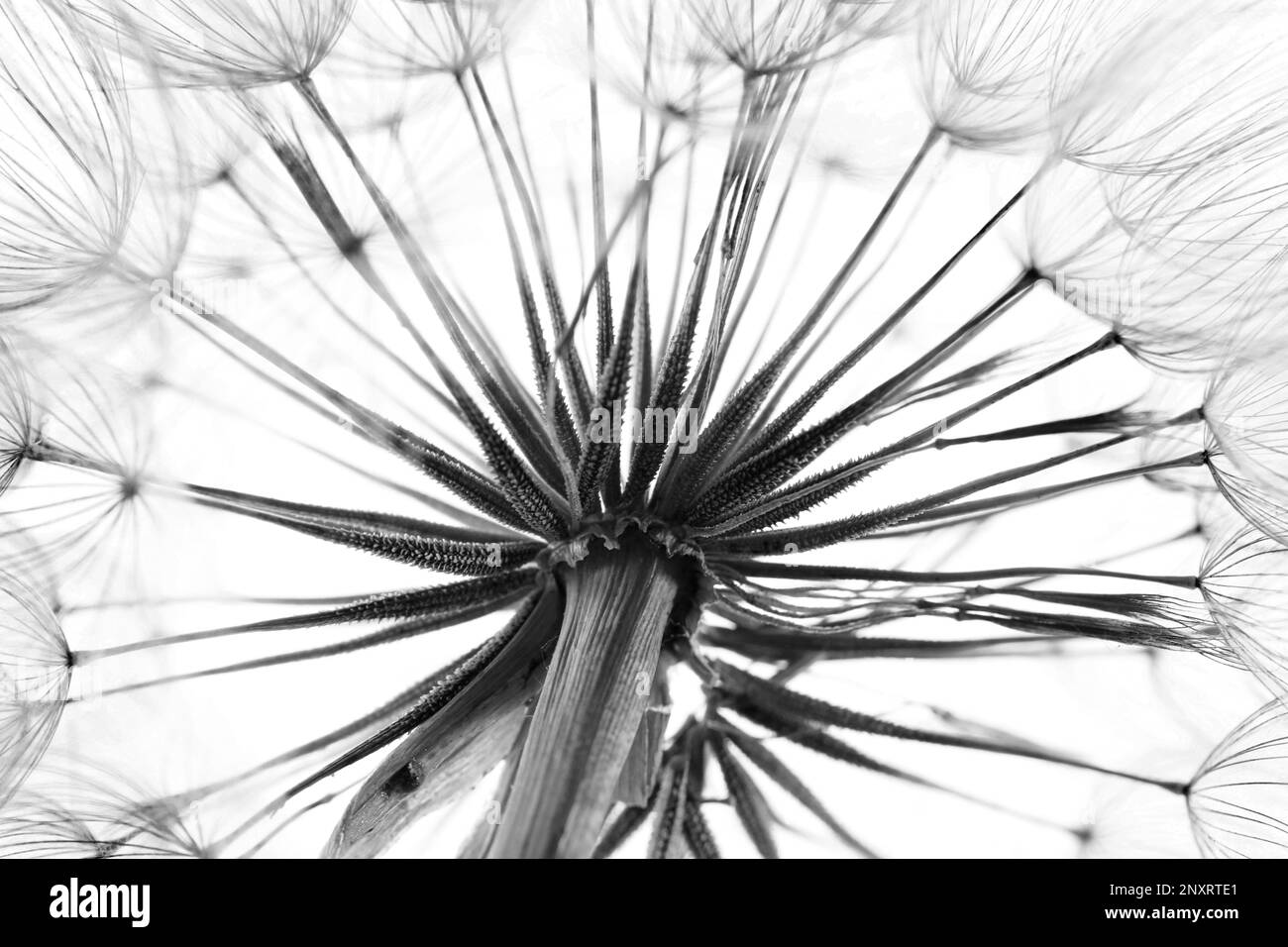 Dandelion seed head, closeup. Black and white tone Stock Photo