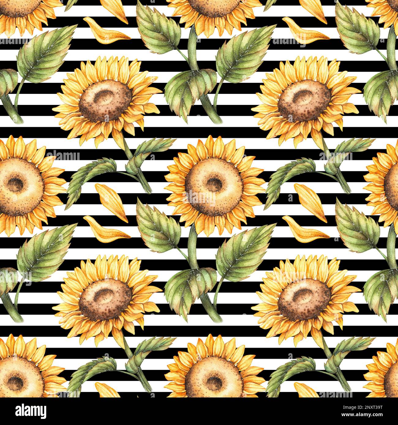 Watercolor pattern with sunflowers on a striped black and white ...