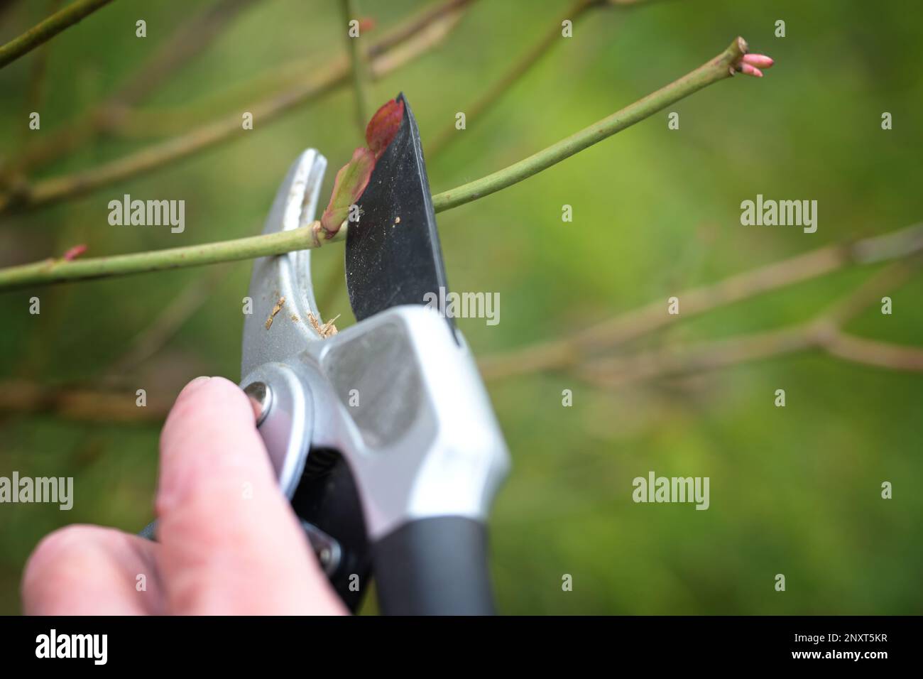 Rose pruning in spring, cutting a twig above a shoot bud with pruning shears, seasonal gardening, natural green background, copy space, selected focus Stock Photo