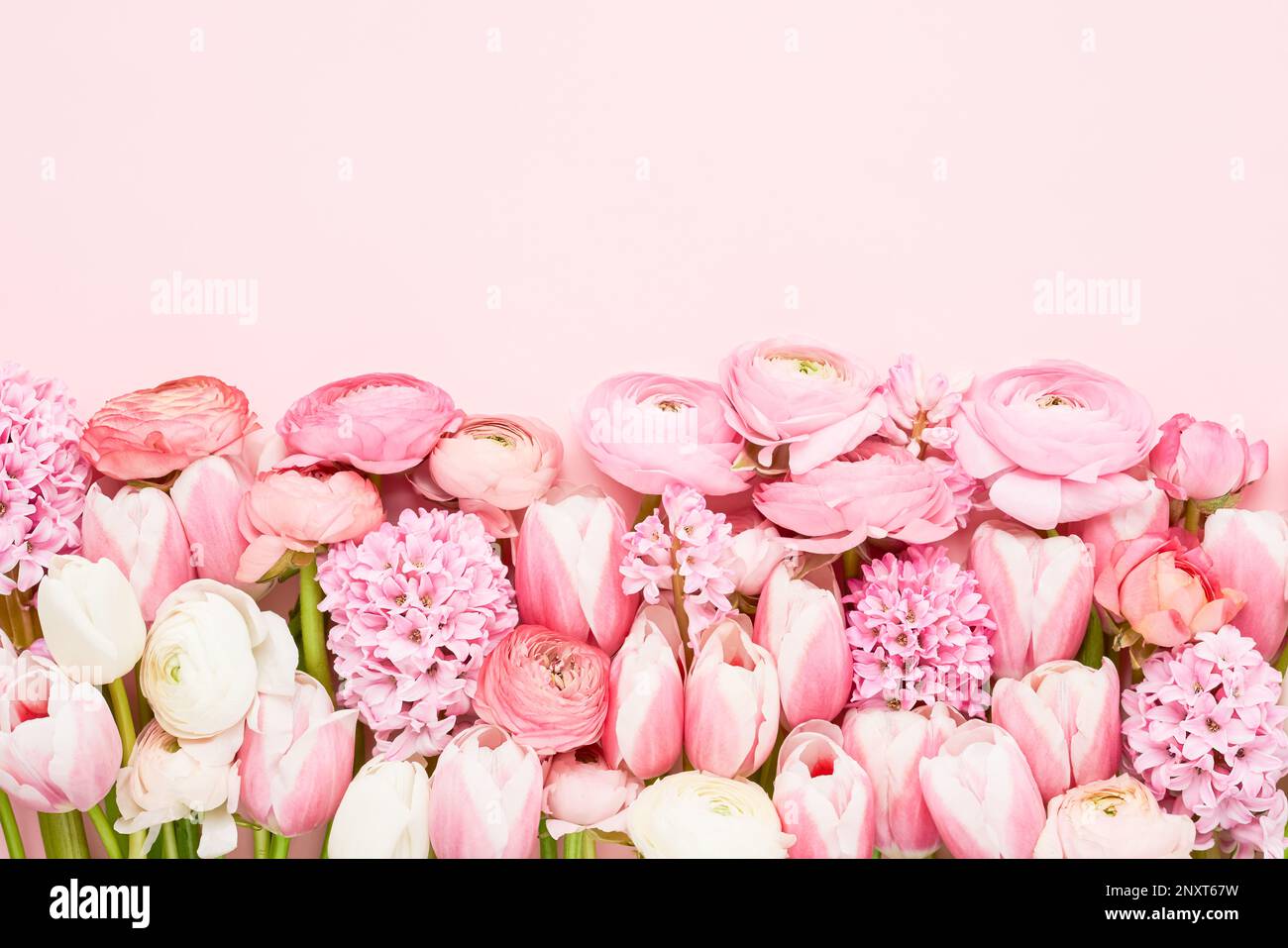 Border of pink ranunculus, tulips and hyacinths on a pink background ...