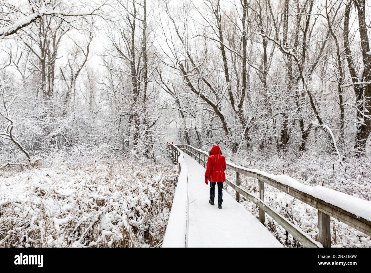 Stock photo of a woman in a red coat walking alone in a winter scene. Stock Photo