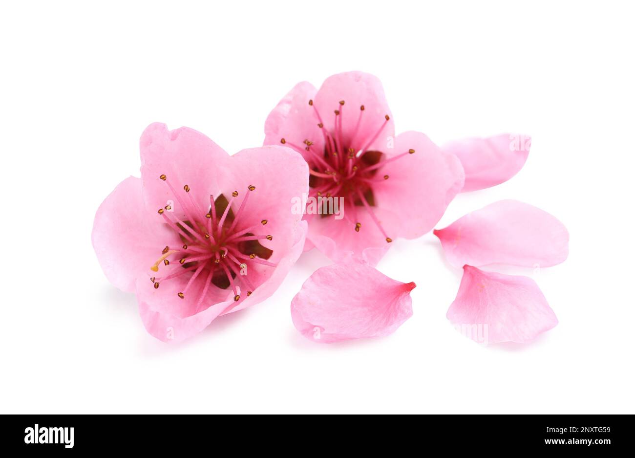 Beautiful sakura tree flowers on white background Stock Photo