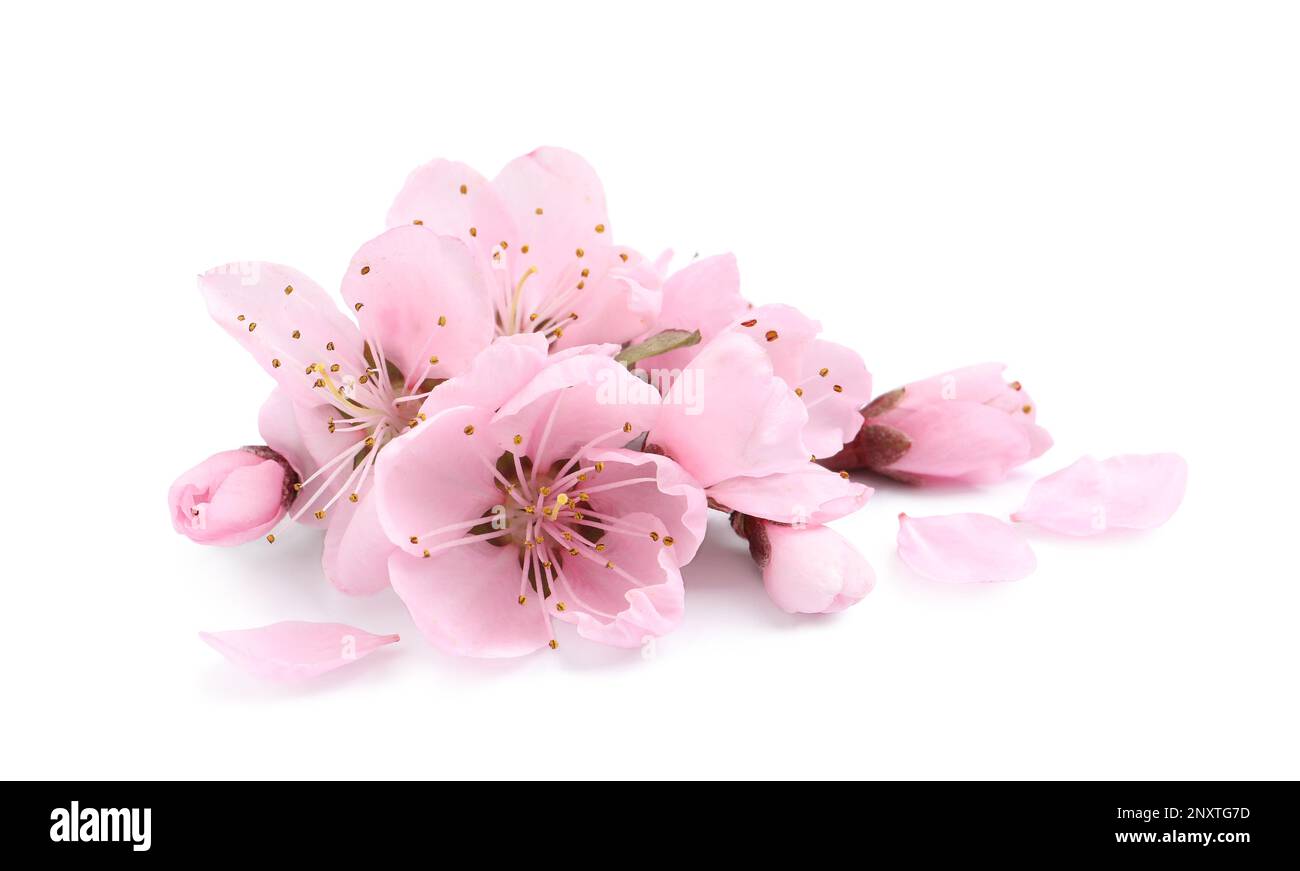 Beautiful sakura tree flowers on white background Stock Photo