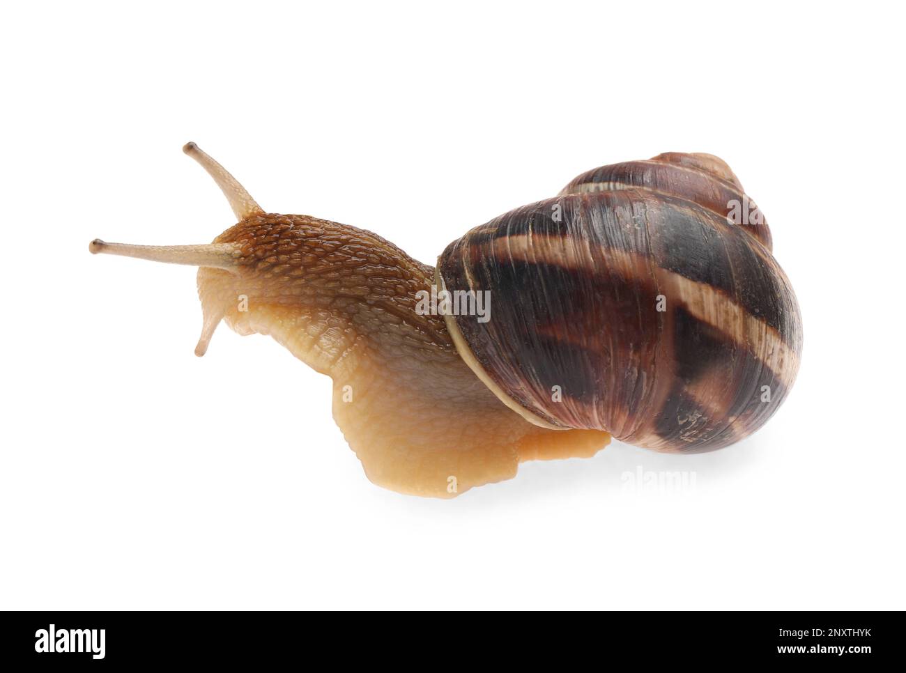Common garden snail crawling on white background Stock Photo - Alamy