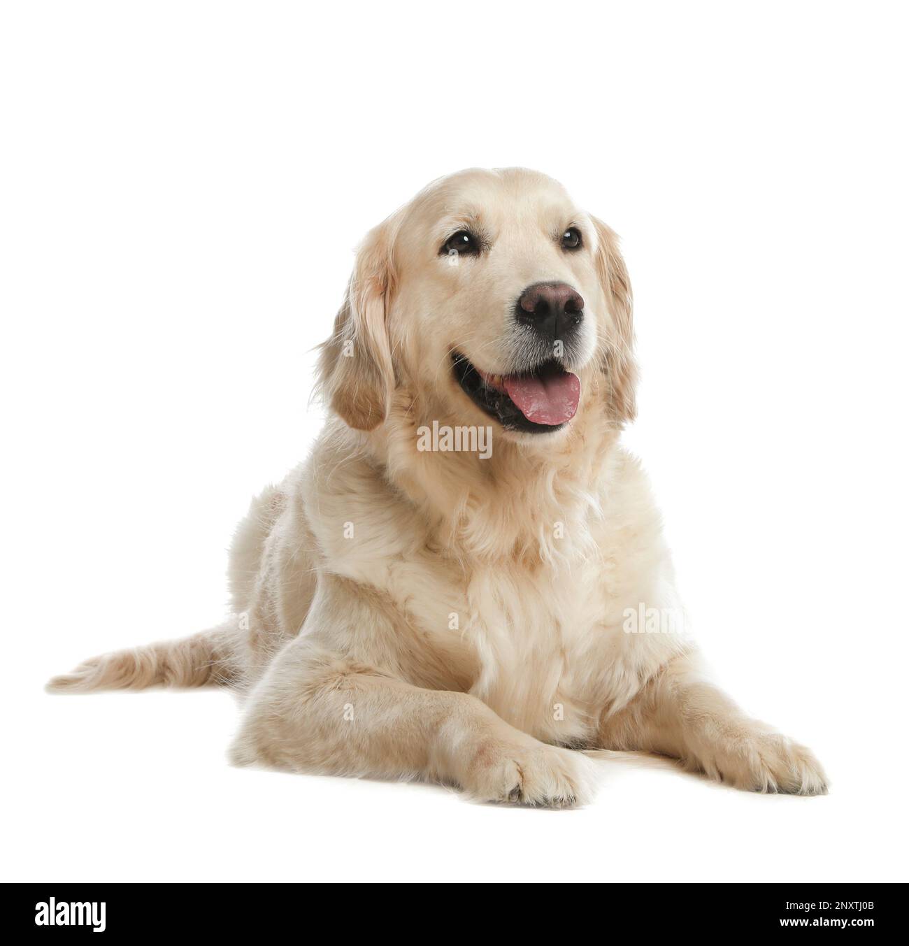 Cute Golden Retriever dog on white background Stock Photo - Alamy