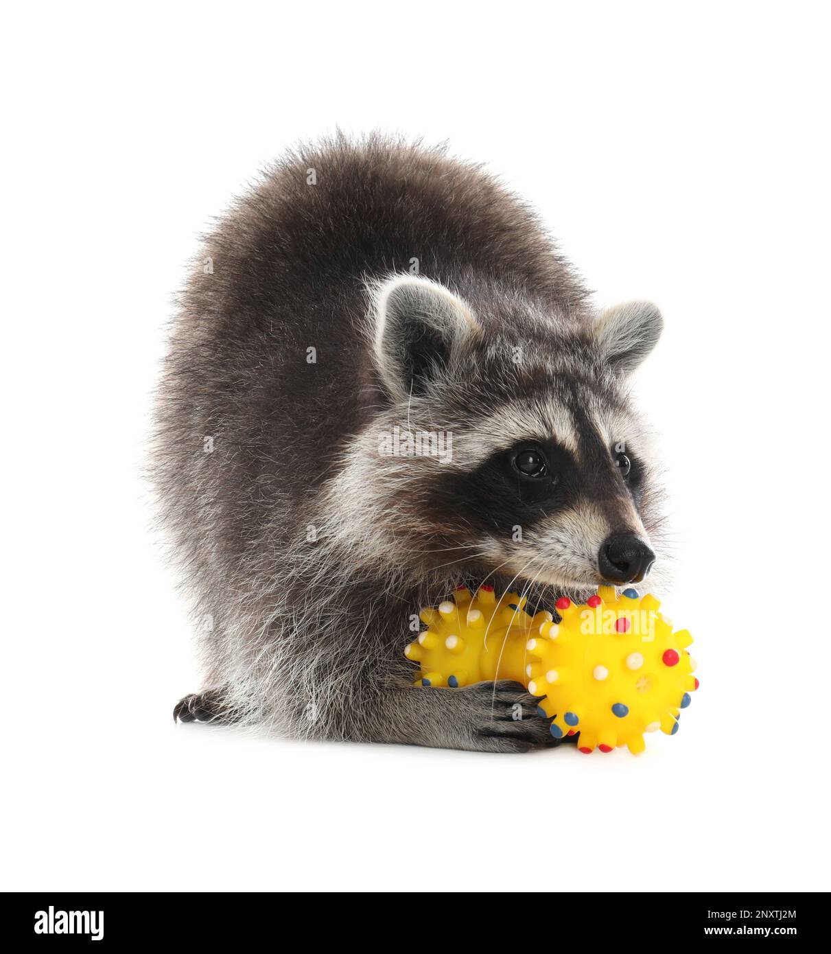 Common raccoon with toys isolated on white Stock Photo