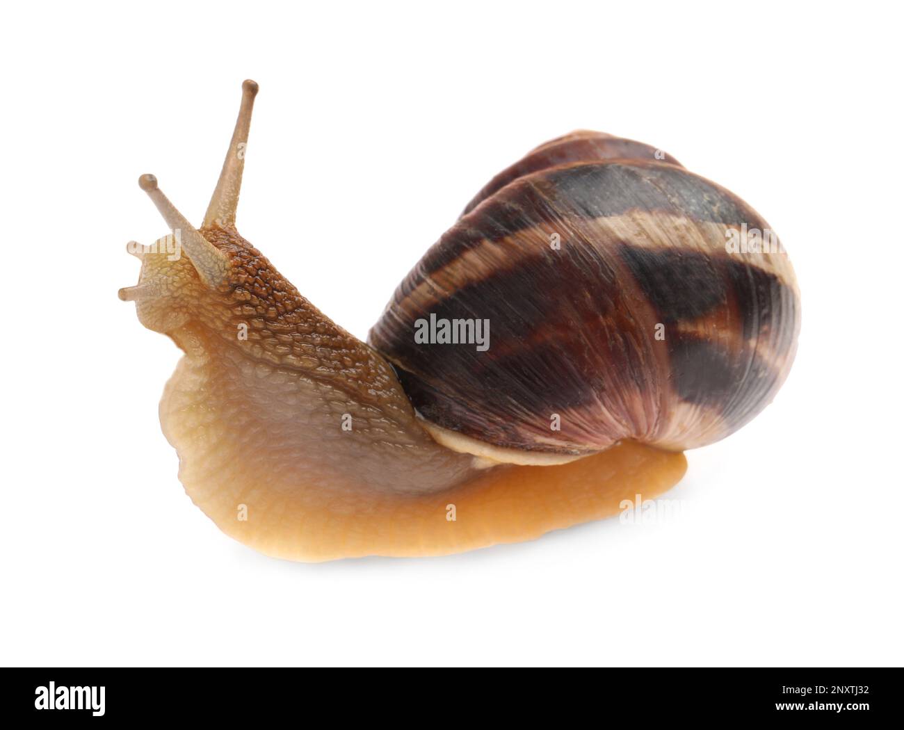 Common garden snail crawling on white background Stock Photo - Alamy