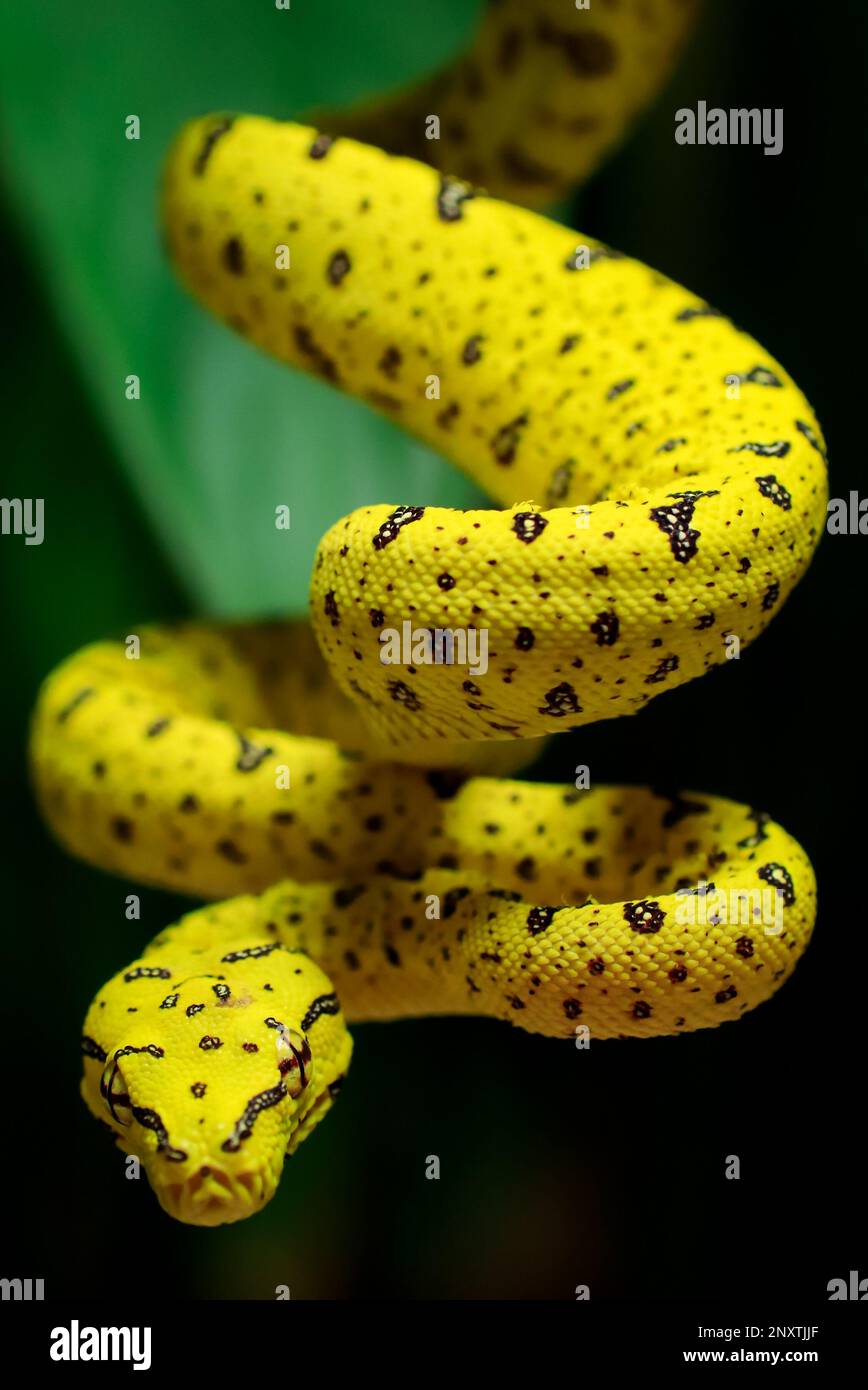snake in nature on tree Stock Photo - Alamy