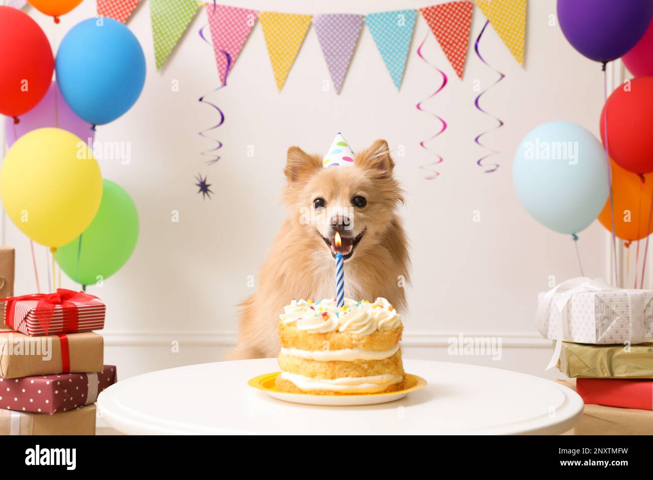 Cute dog wearing party hat at table with delicious birthday cake in ...