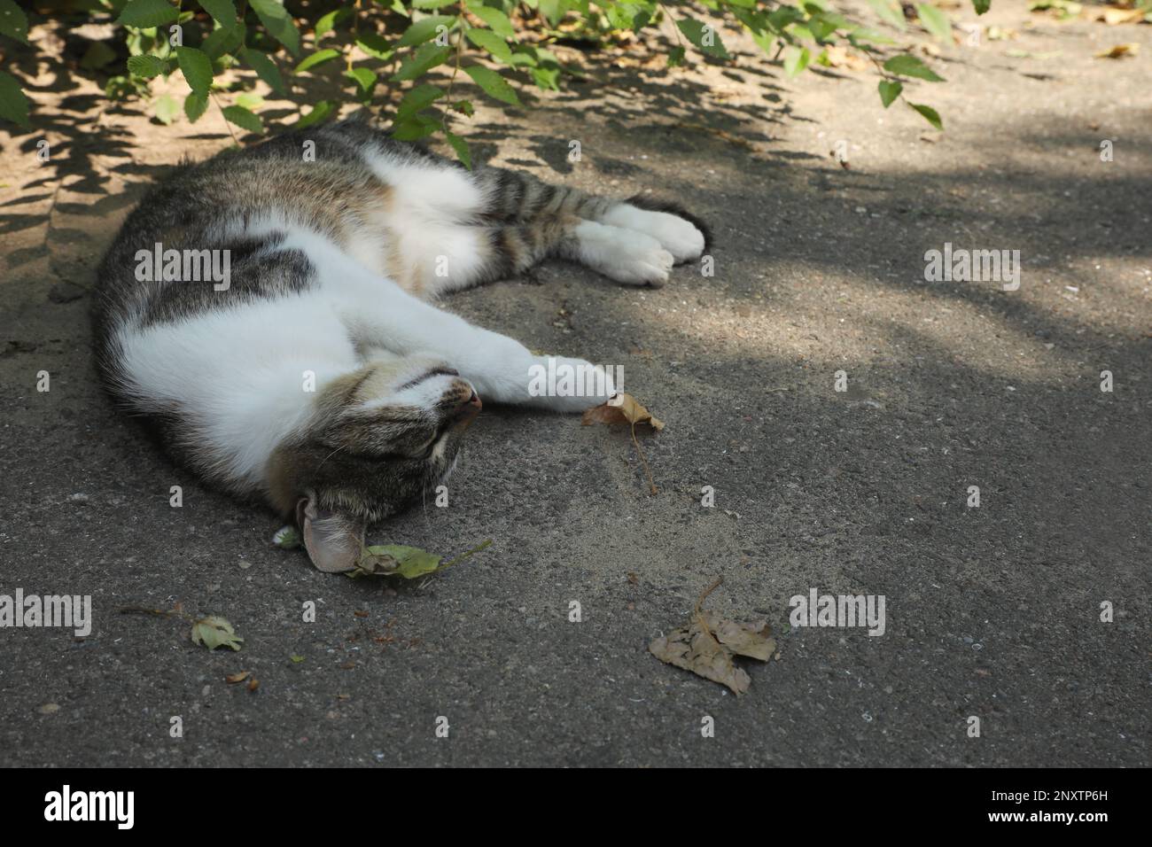 Cat suffering from heat stroke on asphalt outdoors Stock Photo Alamy