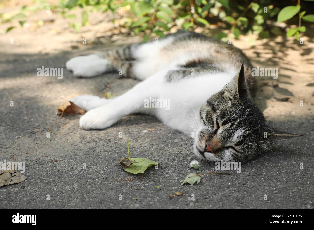 Cat suffering from heat stroke on asphalt outdoors Stock Photo Alamy