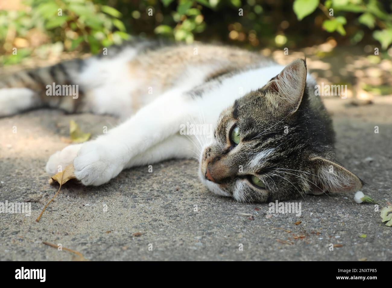 Cat suffering from heat stroke on asphalt outdoors Stock Photo Alamy