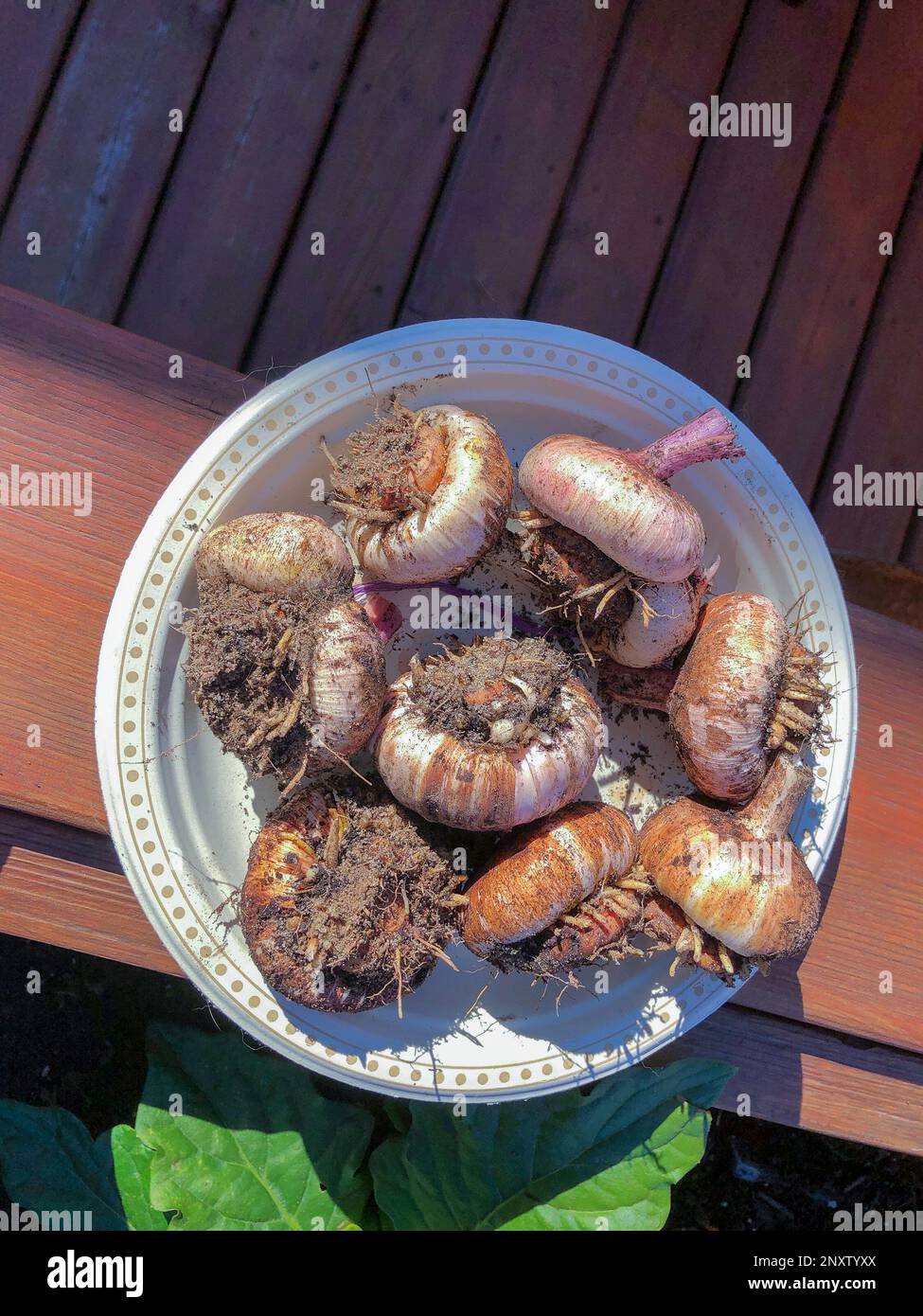 Gladiolus bulbs laid out to dry before planting next year Gladiolus